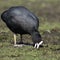 An adult Coot (Fulica atra) feeding.