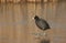 An adult Coot Fulica atra walking on the frozen icy lake.