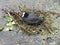 Adult coot resting in her nest