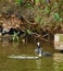 The Adult coot and young bird