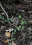 Adult Copperhead Snake Curled on Ground in Forest