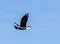 Adult cormorant in flight against blue sky background