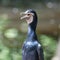 Adult cormorant resting