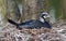 Adult cormorant resting