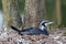 Adult cormorant resting