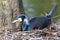 Adult cormorant resting