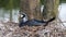 Adult cormorant resting