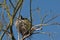 Adult cormorant and it;s chik in nest - Phalacrocoracidae