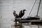 Adult cormorants sunbathing with open wings in a lake