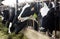 Adult cows eating hay with grass on dairy farm