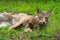 Adult Coyote Canis latrans Gets Licked in Face by Pup Summer