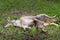Adult Coyote Canis latrans Lies in Grass with Pup Summer