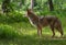 Adult Coyote Canis latrans Looks Left Near Woods Summer