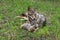 Adult Coyote Canis latrans And Pup Snuggle Together Summer