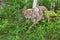 Adult Coyote Canis latrans Steps Through Weeds Out of Forest Summer