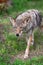 Adult Coyote Canis latrans Trots Forwatd Summer