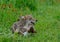 Adult Coyote playing with a wolf pup.