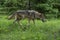 Adult Coyote walks in green grass.