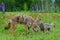 Adult Coyote and young Wolf Pup in field of wildflowers.