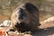 Adult coypu, nutria Myocastor coypus, Mus coypus sits on riverside in european city and hold celery root and carrot in paws and
