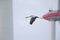 An adult crane bird flying dangerously near the blades of a wind turbine.