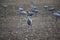 Adult crane in a field looking directly at the photographer.