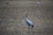 Adult crane (Grus grus) on a field looking at the photographer.