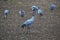 Adult crane (Grus grus) on a field and a small flock of other cranes in the background on a field in autumn.