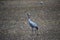 Adult crane (Grus grus) waling slowly on a field in autumn.