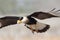 Adult Crested Caracara in Flight - Texas