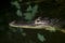 An adult crocodile lurking just above the water level with both eyes visible