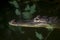 An adult crocodile lurking just above the water level with both eyes visible