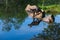 Adult Cross Fox Vulpes vulpes Reflected in Water on Island Rock Summer