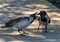 Adult crow feeding its hungry baby