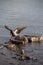 Adult crow in the river above the water