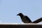 adult crow sits on a fence