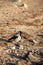 adult crow sits on the ground among the rocks