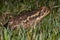 Adult Cururu Toad