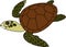 Adult cute cartoon swimming sea turtle on white background