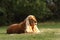 Adult and cute red Cocker Spaniel feline lying in the green grass, morning sun