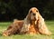 Adult and cute red Cocker Spaniel feline sitting in the green grass, morning sun
