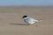 Adult Damara Tern resting on a beach