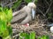 An adult dark morph  Red Footed Booby in the nesting area of trees and shrubs in The Galapogos Islands , Ecuador.