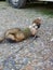 Adult dark sable hob male ferret