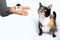 Adult dark tricolor domestic cat sits on light plush background, male hand stretches on palm house model, concept of love for