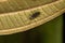 Adult Dark-winged Fungus Gnat