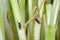 Adult of Dark-winged fungus gnat, Sciaridae on the soil. These are common pests that damage plant roots, are common pests of ornam