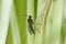 Adult of Dark-winged fungus gnat, Sciaridae on the soil. These are common pests that damage plant roots, are common pests of ornam