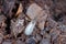 Adult of Dark-winged fungus gnat, Sciaridae on the soil. These are common pests that damage plant roots, are common pests of ornam