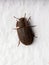 Adult Darkling Beetle